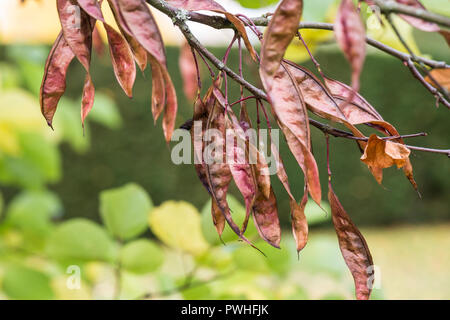 Die langen flachen Samenkapseln eines Judas Tree (Cercis siliquastrum) Stockfoto