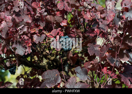 Teinturier Weinrebe (Vitis vinifera 'Purpurea') Stockfoto