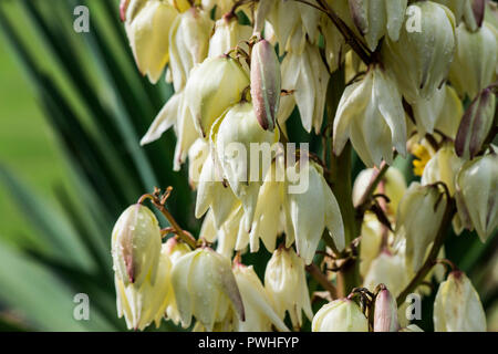 Regen fällt auf die Blumen eines spanischen Dolch (Yucca gloriosa) Stockfoto