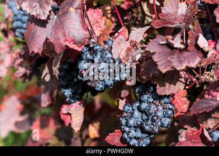 Teinturier Weinrebe (Vitis vinifera 'Purpurea') Stockfoto