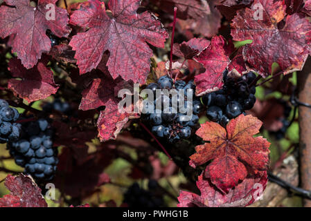 Teinturier Weinrebe (Vitis vinifera 'Purpurea') Stockfoto