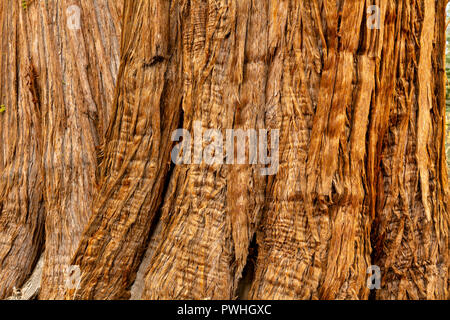 Die Rinde eines Pine Tree an der Basis - Textur oder Hintergrund Stockfoto