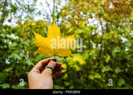 Eine Nahaufnahme der Hand einer Frau mit einem gelben Blatt Stockfoto