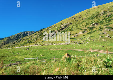 Große Herde von Schafen an einem grünen Berghang im Sommer sonnigen Tag, Kirgisistan Stockfoto