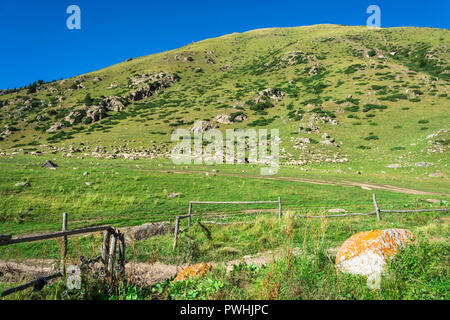 Große Herde von Schafen an einem grünen Berghang im Sommer sonnigen Tag, Kirgisistan. Stockfoto