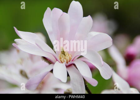 Magnolie in der Blüte. Magnolienblüte. Magnolia x loebneri „Leonard Messel“-Baum mit rosa Blüten im Frühjahr Stockfoto