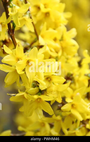 Forsythia intermedia in Blüte, Frühling, Großbritannien Stockfoto