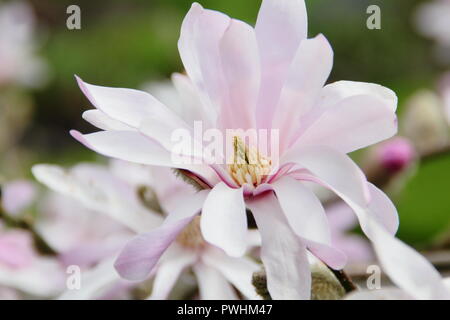 Magnolia x loebneri 'Leonard Messel in Blüte, Frühling, Großbritannien Stockfoto