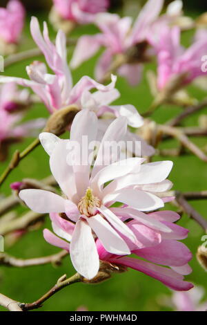 Magnolia x loebneri 'Leonard Messel in Blüte, Frühling, Großbritannien Stockfoto