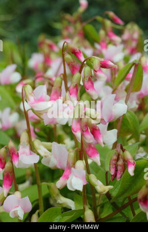 Lathyrus vernus 'Alboroseus'. Jährliche Frühling Vetchling oder Frühling Erbse in Blüte im Frühjahr, Großbritannien Stockfoto