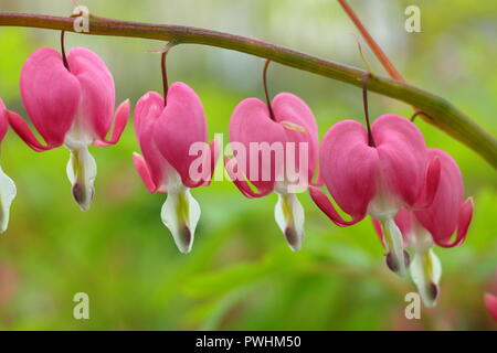 Lamprocapnos californica blutende Herz, auch genannt Campanula pyramidalis californica, Blume, Großbritannien Stockfoto