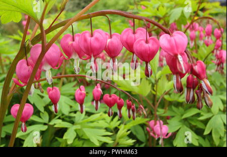 Lamprocapnos californica blutende Herz, auch genannt Campanula pyramidalis californica, Blume, Großbritannien Stockfoto