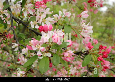 Malus x Floribunda, auch auffällige Crab Apple (Pyrus floribunda) in Blüte in einem Englischen Garten genannt, Großbritannien Stockfoto