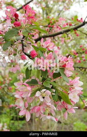 Malus x Floribunda, auch auffällige Crab Apple (Pyrus floribunda) in Blüte in einem Englischen Garten genannt, Großbritannien Stockfoto