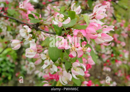 Malus x Floribunda, auch auffällige Crab Apple (Pyrus floribunda) in Blüte in einem Englischen Garten genannt, Großbritannien Stockfoto