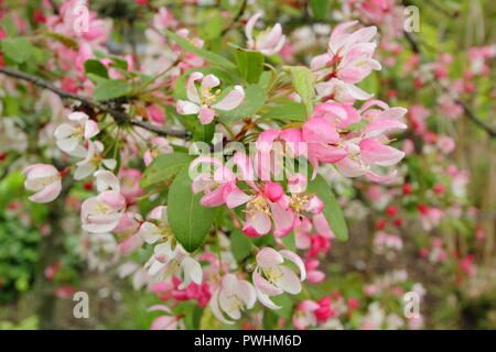 Malus x Floribunda, auch auffällige Crab Apple (Pyrus floribunda) in Blüte in einem Englischen Garten genannt, Großbritannien Stockfoto