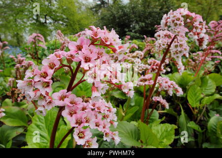 Bergenia 'Wintermarchen'. Elefanten Ohren Werk "Wintermarchen' in Blüte im Frühjahr, Großbritannien Stockfoto