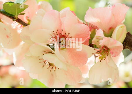 Chaenomeles speciosa 'Moerloosei'. Japanische Quitte Blüte Blume Stockfoto