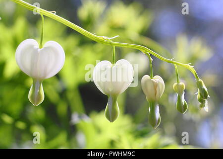 Campanula pyramidalis Californica Alba, auch Lamprocapnos californica 'Alba'. Blumen in voller Blüte im Mai genannt, Großbritannien Stockfoto