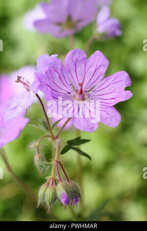 Geranium tuberosum, auch genannt Knötchenförmige verwurzelt cranesbill, in Blüte im Sommer, Großbritannien Stockfoto