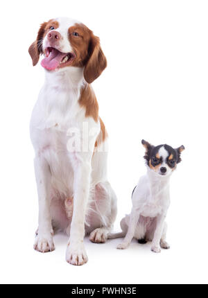 Brittany Spaniel und junge Chihuahua auf weißem Hintergrund Stockfoto
