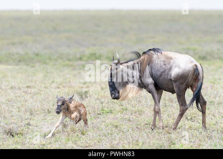 Streifengnu (connochaetes Taurinus) Mutter mit einem neugeborenen Baby versuchen zu stehen, Ngorongoro Conservation Area, Tansania. Stockfoto