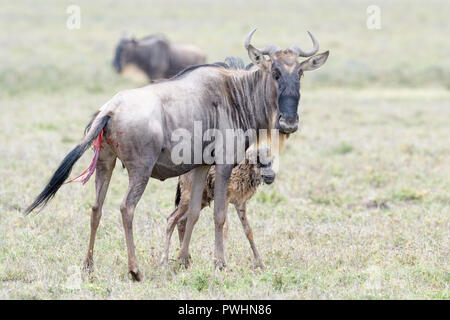 Streifengnu (connochaetes Taurinus) Mutter mit einem neugeborenen Kalb, stehend auf Savanne, Ngorongoro Conservation Area, Tansania. Stockfoto