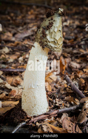 Wilde Pilze Phallus impudicus (Gemeinsame Exemplar des Gemeinen Stinkmorchels) wächst unter Blattsänfte. Für seine phallische Form und Gestank von verrottendem Fleisch bekannt. Stockfoto