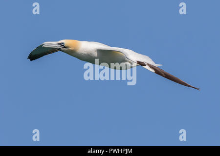 Seitenansicht Nahaufnahme von UK Northern Gannet Seabird (Morus bassanus) isoliert im Mittelflug, hoch im klaren blauen Sommerhimmel fliegen. UK Gannets Seevögel. Stockfoto