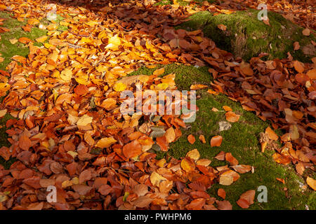 Herbst Blätter auf einen Wald. Golden rot und orange auf grün Moos unter Wald Bäume gefallen Stockfoto