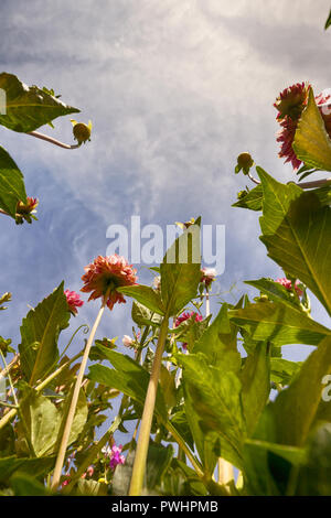 Auf der Suche nach oben durch Pflanzen und Blumen in den blauen Himmel von einer Würmer Auge Sicht Stockfoto