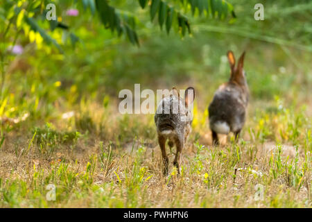 Rückansicht eines laufenden Östlichen Cottontail Rabbit (Sylvilagus floridanus) nach einem anderen. Stockfoto