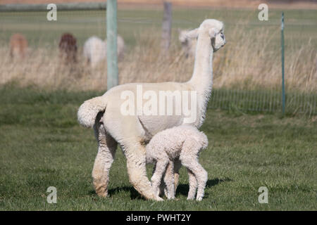 Eine Mutter Alpaka pflegt Ihre zwei Tage alten Baby auf einer späten Herbst am Nachmittag. Stockfoto