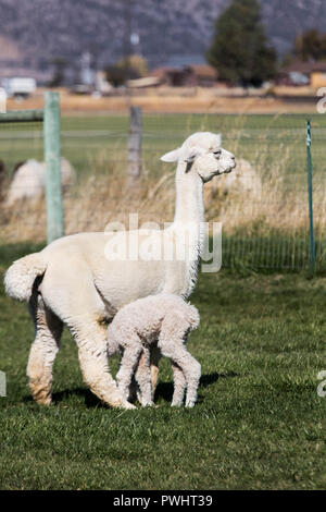 Eine Mutter Alpaka pflegt Ihre zwei Tage alten Baby auf einer späten Herbst am Nachmittag. Stockfoto