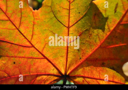 Nahaufnahme der Blätter im Herbst, Ahorn/Ahorn, im Garten, satten Farben, Detail der Venen, sonnigen Tag Stockfoto
