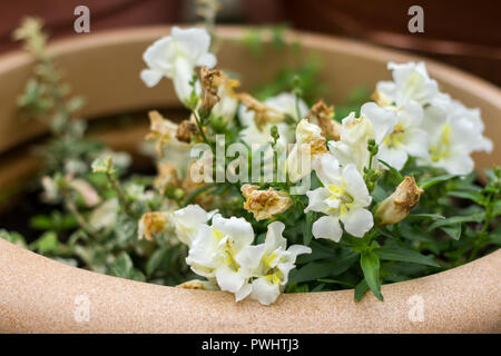 Euonymus undulata Harlekin closeup in einem Garten Blumentopf im Herbst, Vereinigtes Königreich Stockfoto