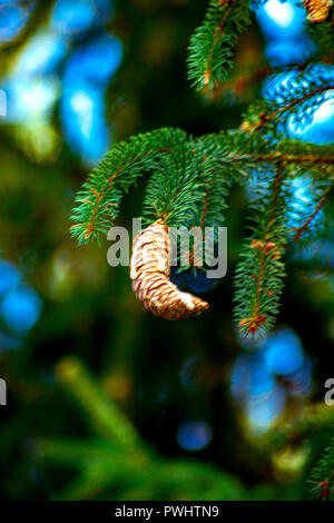 Konzept Natur: kiefernzapfen im Herbst Stockfoto