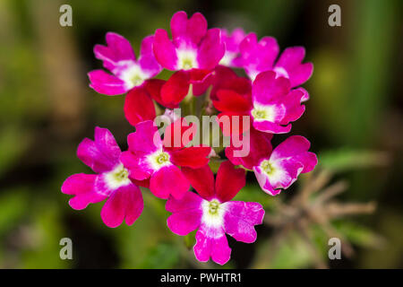 Nachgestellte Eisenkraut Twister Burgund Blumen blühen im Herbst, Großbritannien Stockfoto