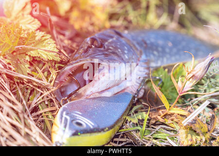 Hecht auf Gras mit Köder im Mund Stockfoto