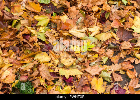 Gefallenen Blätter im Herbst, die den Boden im Oktober, Dorset, Großbritannien Stockfoto