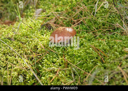Rutschige jack Pilze (suillus) in natürlicher Umgebung. Essbare Pilze auf grünen Unterholz. Stockfoto