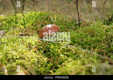 Rutschige jack Pilze (suillus) in natürlicher Umgebung. Essbaren Pilz auf Unterholz. Stockfoto