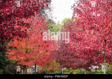 Reihen von Sweet gum Bäume mit ihren charakteristischen roten Blätter, die auf beiden Seiten einer Straße der Stadt im Herbst Stockfoto