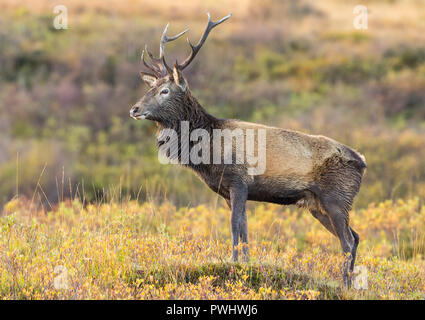Red Deer stag mit spitzen Geweih majestätisch stehend in den schottischen Highlands im Oktober Brunft. Horizontale. Stockfoto