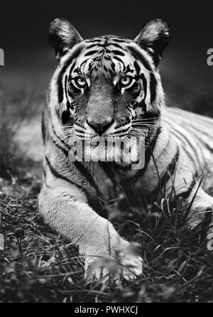 Niedrige Engel Bengal Tiger hautnah mit dem Tier in die Kamera starrt in Schwarz und Weiß. Panthera tigris Stockfoto