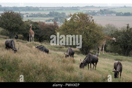 Gruppe von Blue Wildebeest im Grünland mit Giraffe im Hintergrund. Bei Port Lympne Safari Park in der Nähe von Ashford Kent UK fotografiert. Stockfoto