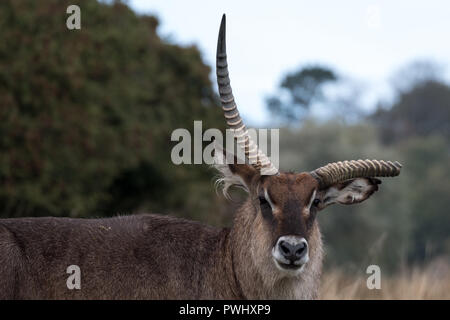 Pferdeantilope mit gebrochenen Geweih. Bei Port Lympne Safari Park in der Nähe von Ashford Kent UK fotografiert. Stockfoto