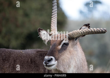 Pferdeantilope mit gebrochenen Geweih. Bei Port Lympne Safari Park in der Nähe von Ashford Kent UK fotografiert. Stockfoto