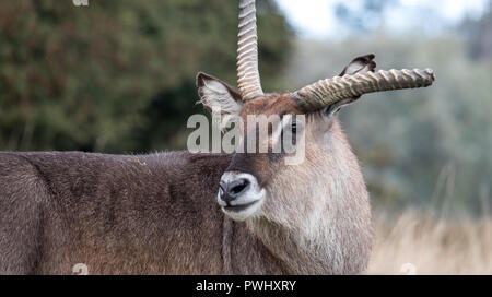 Pferdeantilope mit gebrochenen Geweih. Bei Port Lympne Safari Park in der Nähe von Ashford Kent UK fotografiert. Stockfoto