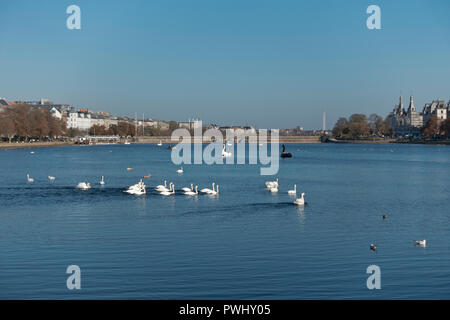 Schwäne und Tretboote als Schwäne auf dem See Peblinge in Kopenhagen an einem sonnigen und warmen späten Indian summer Tag ausgelegt. Königin Louise Brücke im Abstand Stockfoto